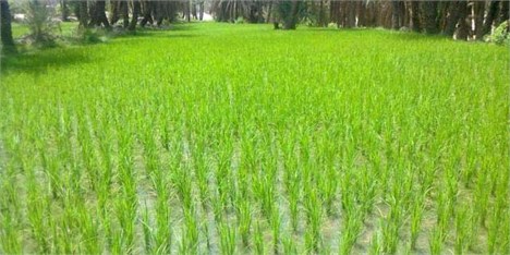 کسری برنج کشور ۸۰۰ هزار تا یک میلیون تن اعلام شد