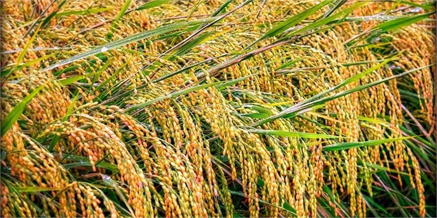 کاهش 15.3 درصدی قیمت برنج نسبت به پاییز 93