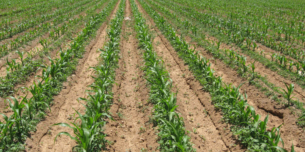 تولید بذر گواهی‌شده در کمتر از یک‌دهم ظرفیت شالیزارهای مازندران