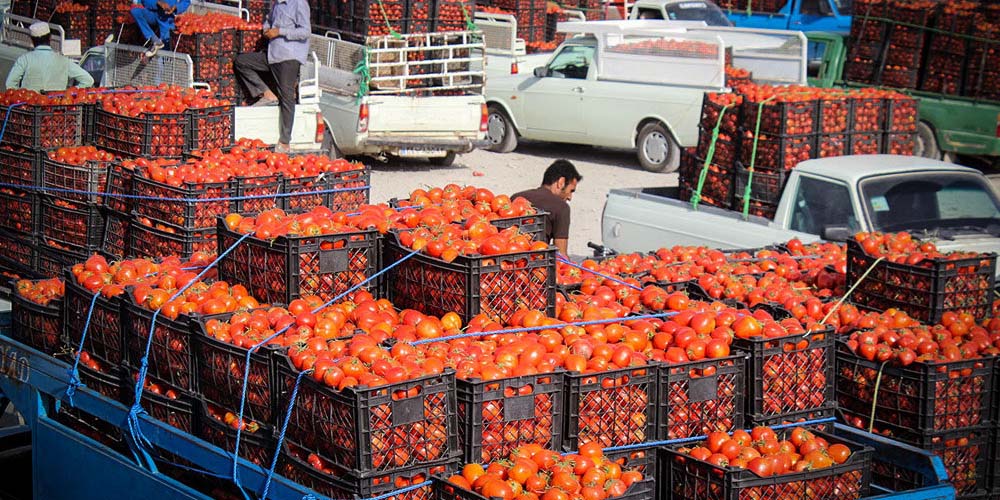 سودجویان میلیاردی قاچاق میوه زمین‌گیر می‌شوند