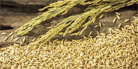 اعتراض وزارت کشاورزی به بازار برنج