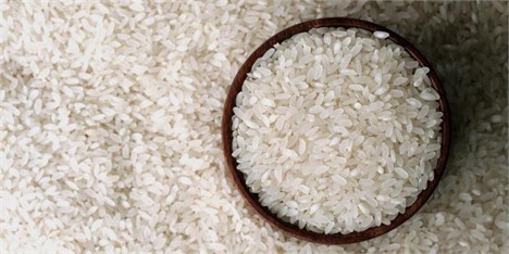 هیچگونه تولید و واردات برنج تراریخته تجاری نداریم