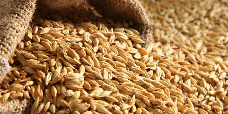 واردات گندم برای صادرات مجدد توفیقی ندارد