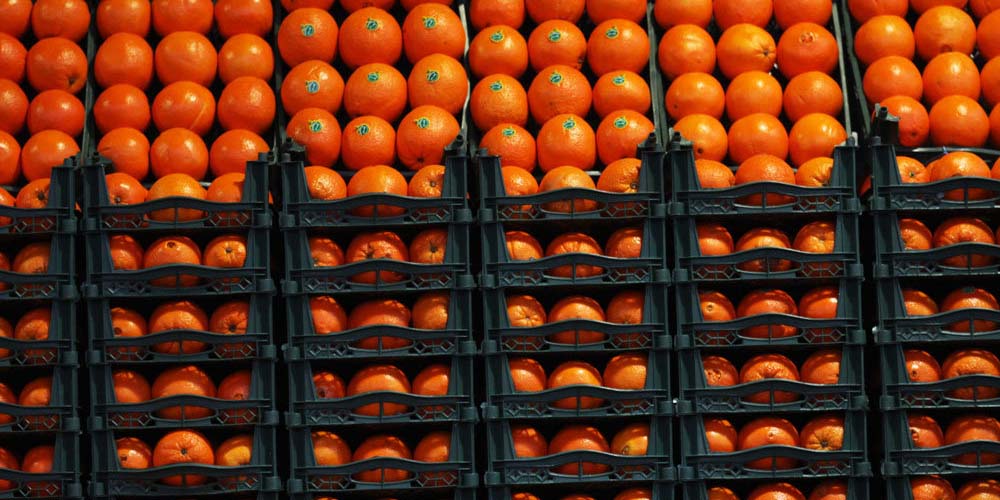 فاسد شدن 10 هزار تن پرتقال به دلیل بی‌تجربگی در تنظیم بازار