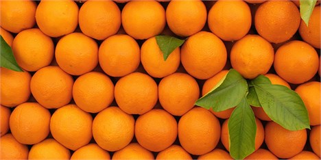 برخورد با قاچاق پرتقال‌های مصری در آب‌های بوشهر