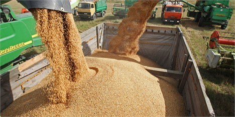 عرضه ۲۵۰۰ تن گندم و شکر در بورس کالا