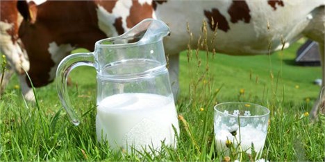 افزایش سرانه مصرف شیر رویایی بیش نیست