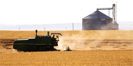 کاهش قیمت گندم برای صنایع غذایی/ اصرار صنایع برای واردات