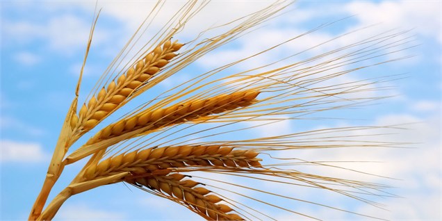 پیش‌بینی خرید 10 میلیون تن گندم از کشاورزان