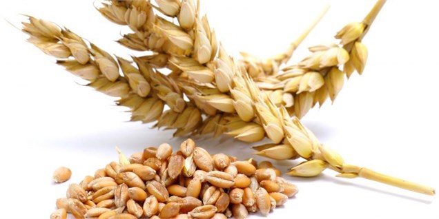 خودکفایی گندم به قیمت واردات دیگر محصولات کشاورزی تمام می‌شود