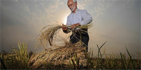 قیمت خرید تضمینی برنج برای کشاورزان راضی‌کننده نیست