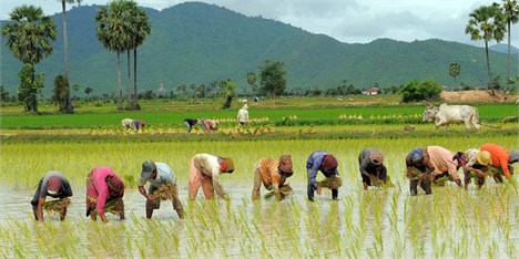 ۱۲ سال درجا زدن در تولید برنج/ هزینه‌های تولید چه می‌شود؟