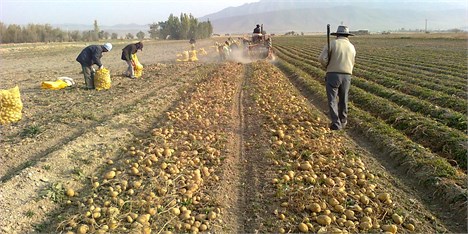 تصمیم دولت برای انحلال اتحادیه سیب‌زمینی کاران