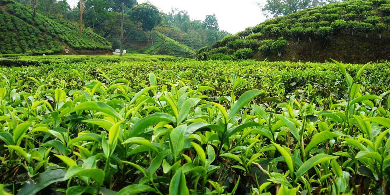 خرید 39 هزار تن برگ سبز‌ چای