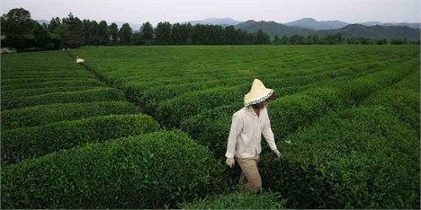 دریافتی چایکاران اسفبار است/ پایان چین اول چای