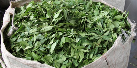 افزایش 35 درصدی تولید برگ سبز چای