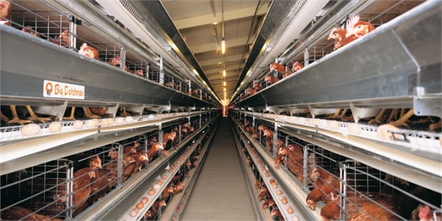 کاهش نرخ تورم تولیدات مرغداری‌های صنعتی