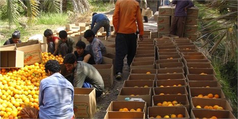 نیمی از میوه‌های تولیدی کشور بر اثر بسته‌بندی نامناسب از بین می‌روند