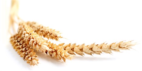 امسال 95 درصد نیاز گندم کشور تامین می‌شود؛ نیازی به واردات نیست