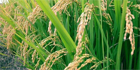 مشارکت فائو در کشت برنج بدون سم در مازندران