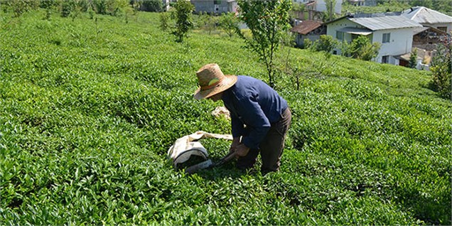 چین دوم برگ سبز چای آغاز شد/ طلب ۷۵ میلیارد تومانی کشاورزان