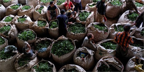 قاچاق 275 میلیون دلاری چای/ قاچاق از واردات بیشتر است