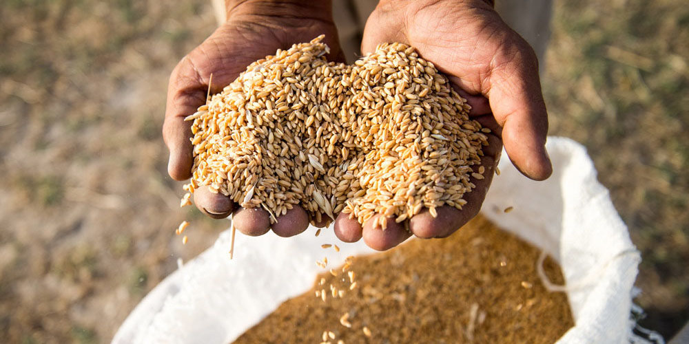 خریدای بیش از ۲۰۶ هزارتن گندم در کردستان