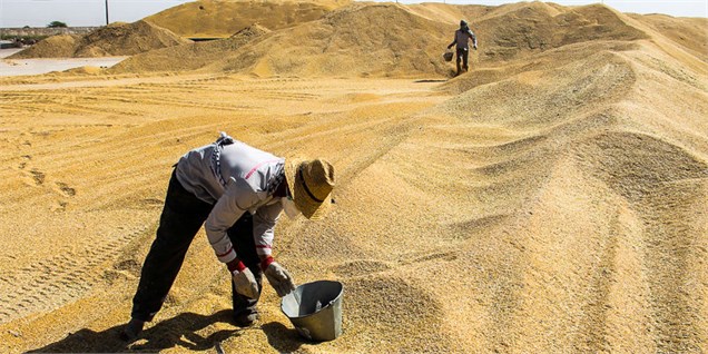 خریداری 7.4 میلیون تن گندم مازاد بر نیاز کشاورزان تاکنون
