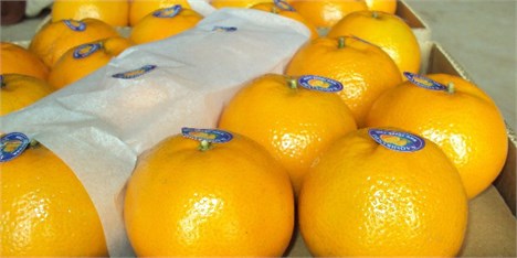 صادرات نارنگی پاکستان افزایش می‌یابد