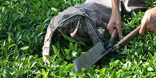 پرداخت ۳۷ درصد بهای خرید تضمینی چای به کشاورزان