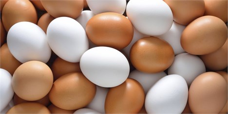 کاهش معدل صادرات تخم مرغ