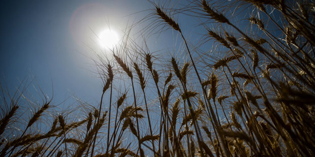 افزایش ۱۳ درصدی خرید گندم در فارس
