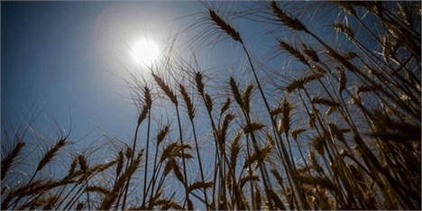 افزایش ۱۳ درصدی خرید گندم در فارس