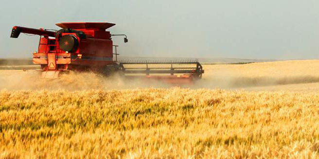 1.3 میلیون تن بیش از حد نیاز سالانه گندم خریداری شد