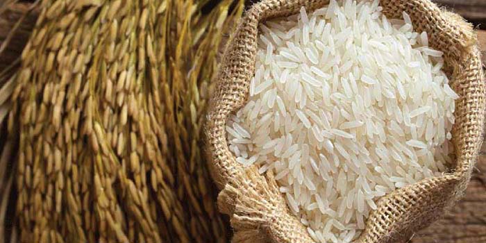 کشت برنج در کدام استان‌ها مقرون به صرفه است