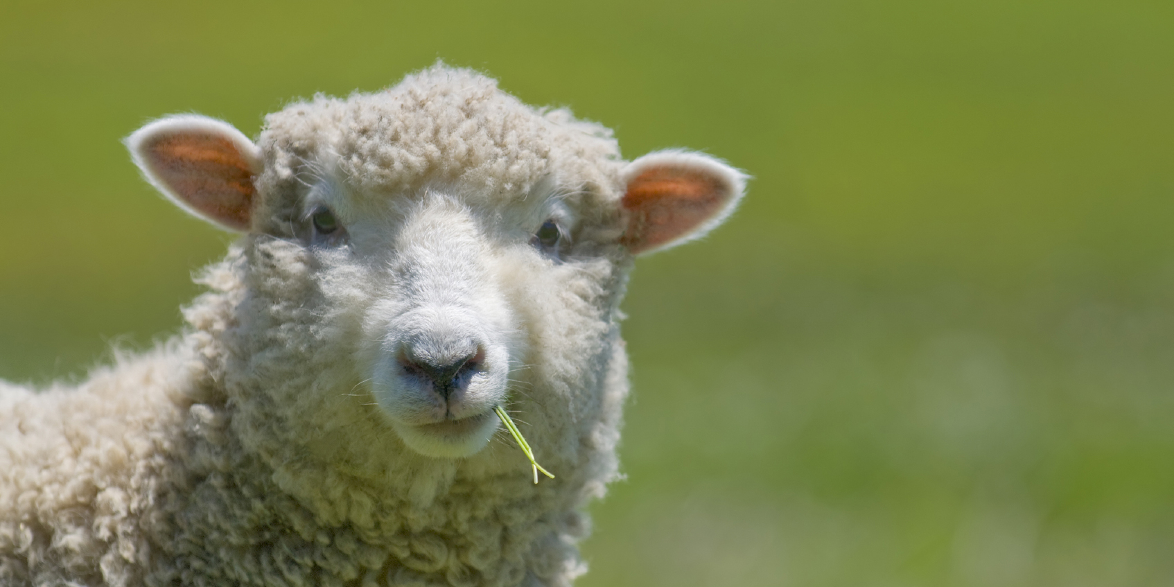 پیش بینی قیمت گوسفند زنده در عید قربان/ خروج دام از کشور متوقف شد