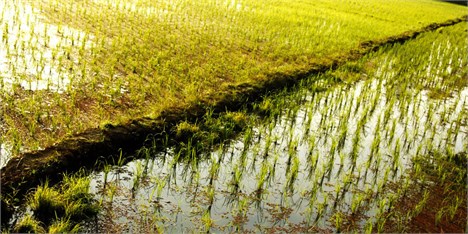 ثبات قیمت برنج در مازندران