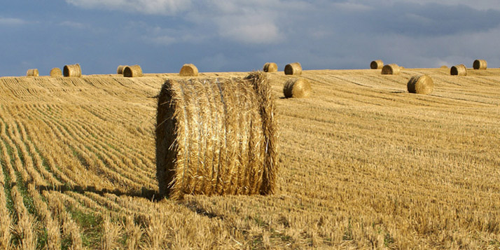 تولید گندم به 14 میلیون تن می‌رسد