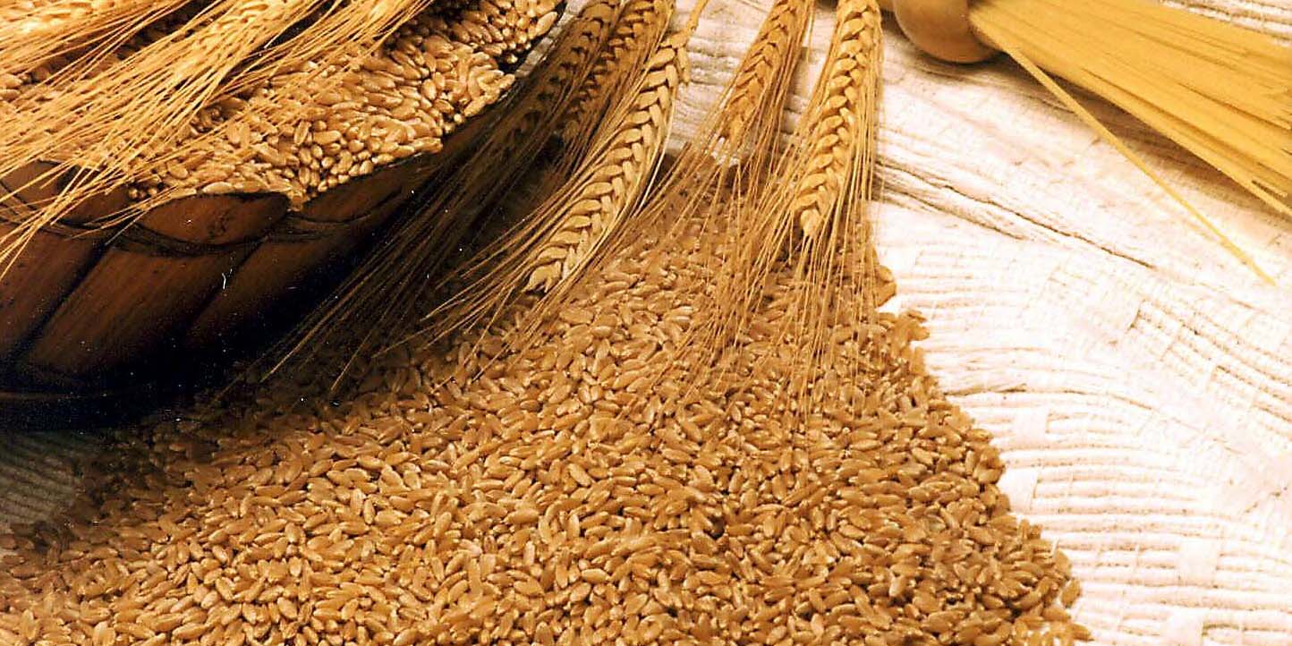 برداشت 50 هزار تن گندم بروجرد در 20 سال گذشته بی‌سابقه است
