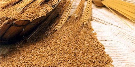 برداشت 50 هزار تن گندم بروجرد در 20 سال گذشته بی‌سابقه است