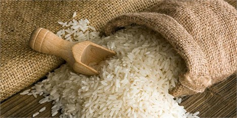 انتقاد از واردات برنج از طریق ته‌لنجی، مرزنشینان و مناطق آزاد