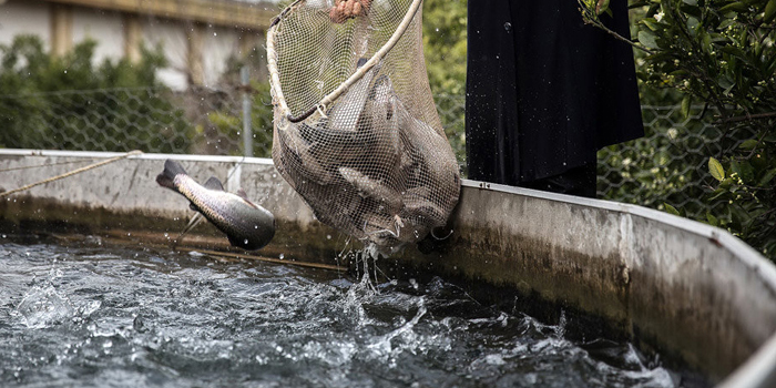 تولید 60 هزار تن ماهی در قفس از سوی جهاد نصر