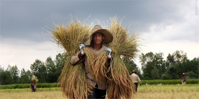 تولید ۱۴ میلیون تن گندم/ تسویه مطالبات کشاورزان تا دو هفته آینده