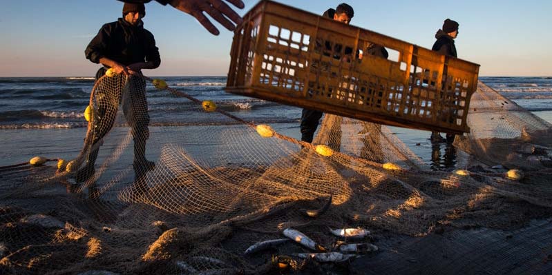 ریشه مشکلات تولیدکنندگان ماهیان گرم آبی کجاست
