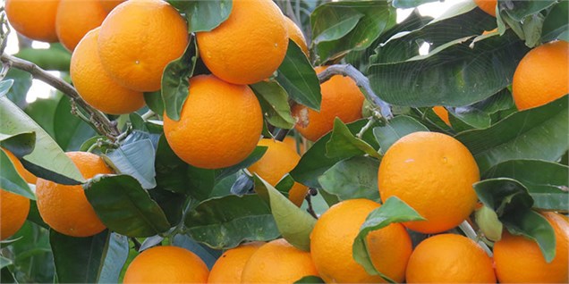 سیاست صادرات پرتقال و نارنگی به نفع ملی و تولید‌کنندگان است