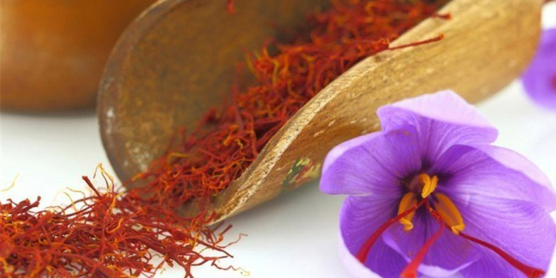 جلوگیری از قاچاق پیاز زعفران، راه‌حل حمایت از صنعت زعفران نیست