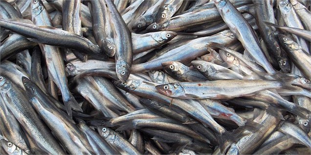 صادرات آبزیان ۴۲ درصد افزایش یافت/ کاهش صادرات برخی ماهی‌ها