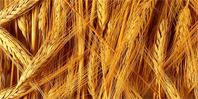 واردات گندم برای صنایع ماکارونی منتفی شد