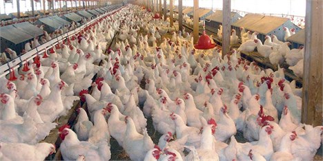 تورم فصلی محصولات مرغداری‌ها به 15.14 درصد رسید