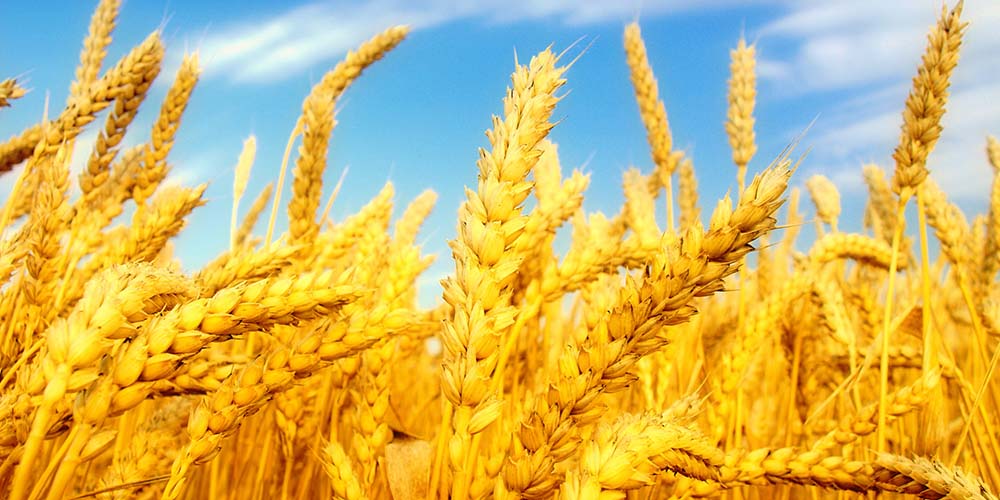 کیفیت گندم تولیدی ایران بسیار بالاست